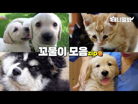 Видео: 🐶🐱Что это~??? Подборка Heartache Munchkins💞💞💞