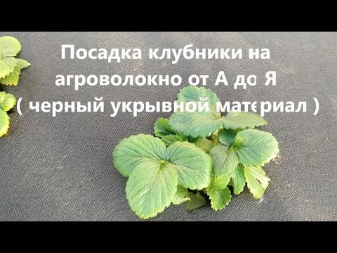 Видео: Посадка клубники на агроволокно от А до Я ( черный укрывной материал). Преимущества такого метода.