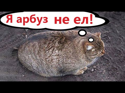 Видео: Приколы с котами! Самая смешная ОЗВУЧКА животных! Смешные коты!