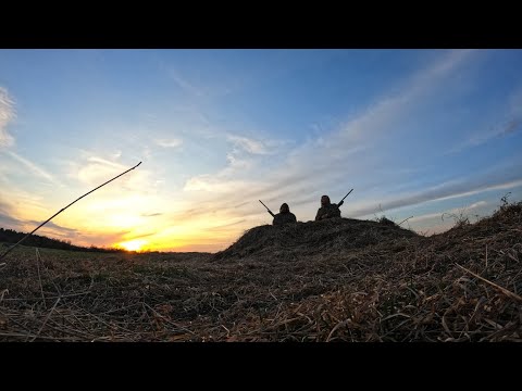 Видео: Охота на гуся 2023.Ни дня без гуся ч.2.Тушёнка из гуся в белорусском автоклаве.