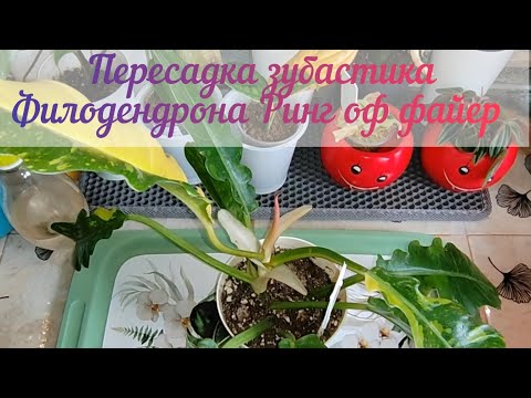 Видео: Пересадка Филодендрона Ринг оф файер в новый питательный грунт. Подбираем подходящий горшок.