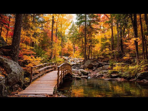Видео: Самая красивая мелодия на свете!🍃Прекрасная осенняя музыка 🍁 Успокаивает душу нежными мелодиями