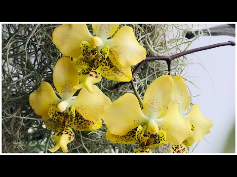Видео: Жёлтое солнце - Phalaenopsis stuartiana var. nobilis!