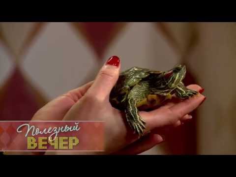 Видео: Как ухаживать за черепахой