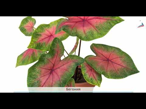 Видео: Окружающий мир 2 класс. Комнатные растения.