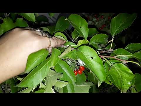 Видео: Как правильно сушить листья и я ягоды  для Шиншилл!