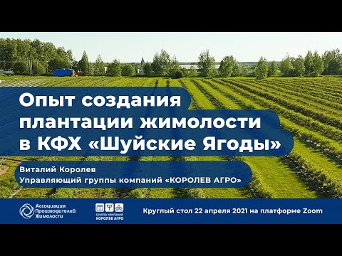 Видео: Опыт создания плантации жимолости в КФХ “Шуйские Ягоды”. Королев В.В.