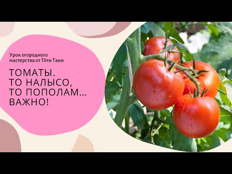 Видео: Томаты. То налысо, то пополам ...