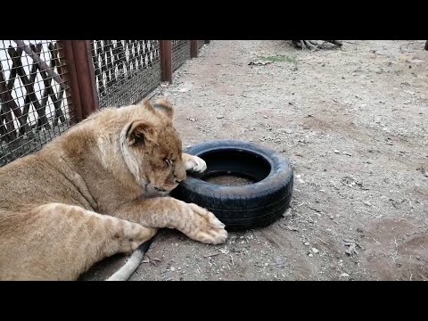 Видео: Львенок Шерхан из Тайгана  готов видеть друга в каждом/ Леопард Порш дает Шерхану мастер-класс