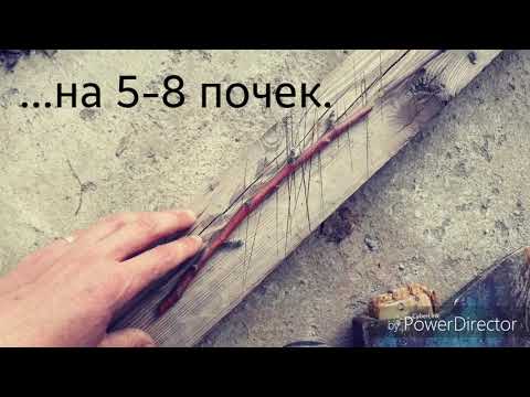 Видео: Как размножать яблоню черенкованием