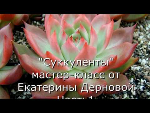 Видео: Суккуленты из фоамирана. МК от Екатерины Дерновой. Часть 1