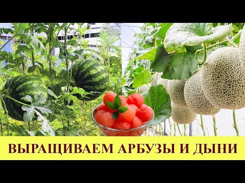 Видео: ВЫРАЩИВАЕМ АРБУЗЫ И ДЫНИ НА ДАЧЕ