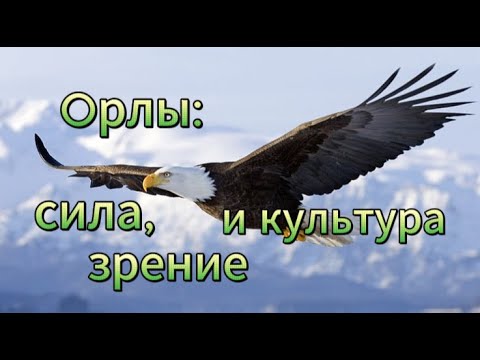 Видео: Oрлы: сила, зрение и культура