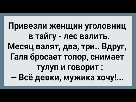 Видео: Как Бабы в Тайге Лес Валили! Сборник Свежих Анекдотов! Юмор!