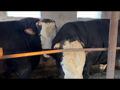 Видео: МАНА МЕХНАТНИ НАТИЖАСИ ХАММАГА НАСИБ ҚИЛСИН. 