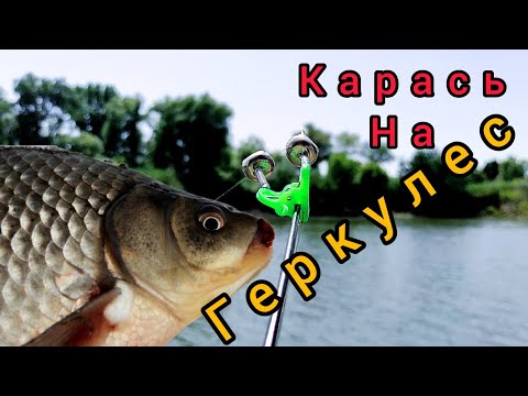 Видео: Карась на Днестре,Карась на овсяную кашу ,карась на бойлы!