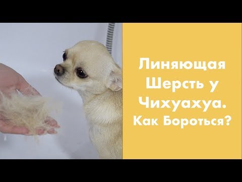 Видео: Линяющая Шерсть у Чихуахуа - Как Бороться?