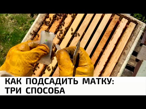 Видео: КАК ПОДСАДИТЬ МАТКУ: ТРИ СПОСОБА