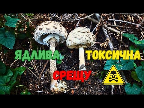 Видео: #Отровна или #ядлива. #Как #да ги различим???