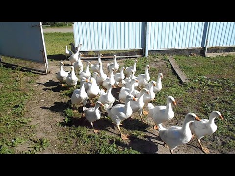 Видео: Выращивание гусей в домашних условиях. Инкубация гусиных яиц.