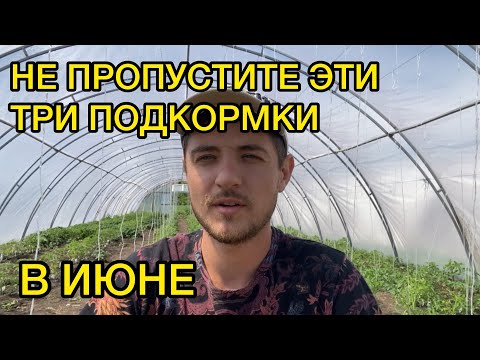 Видео: Подкормки томата сразу после высадки. Схема подкормок.