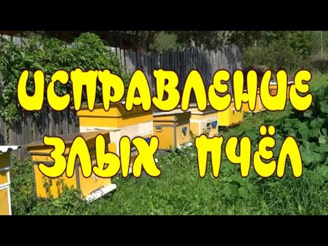 Видео: ГЕНИАЛЬНО И ПРОСТО!!! Как исправить злой улей. (BRILLIANT AND SIMPLE!!! How to fix the evil hive.)