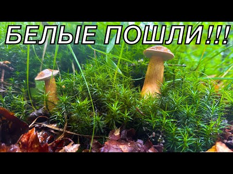 Видео: БЕЛЫЕ У ДОМА МОЕГО ‼️