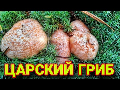 Видео: ЦАРСКИЙ ГРИБ РЫЖИК. ПОШЛИ РОДИМЫЕ!!! Сбор грибов 2023