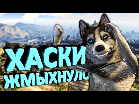 Видео: ХАСКИ ЖМЫХНУЛО в GTA 5🐶ПОНЮХАЙ, ЛИЗНИ, УКУСИ ЧЕЛЛЕНДЖ И СТАНЬ СОБАКОЙ