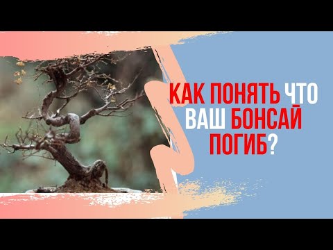Видео: Как определить жив ли бонсай? Совет который поможет понять жив ли твой бонсай
