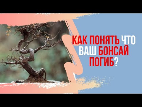 Видео: Как определить жив ли бонсай? Совет который поможет понять жив ли твой бонсай