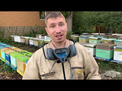 Видео: Новый метод борьбы с варроатозом и акарапидозом в моем арсенале