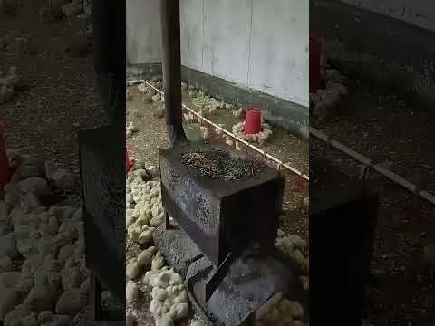 Видео: Бройлер бокиш сирлари 10-кун.#жужа #бизнес #узбекистан #бройлер #товук #топ #uzb #uz #самарканд #тош
