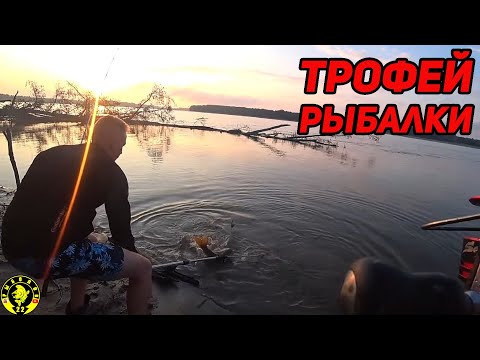 Видео: ДВА ДНЯ ЕГО КОРМИЛИ , ЧУТЬ НЕ УТАЩИЛ КРОКОДИЛА, НО ПОПАЛСЯ! Ловля сазана на Оби.