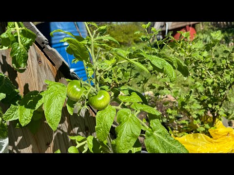 Видео: 19.05.24 ТОМАТЫ сажаю, что в лунку, полный обзор сортов и защита от солнца