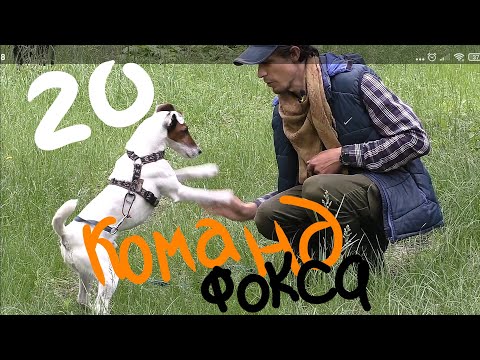 Видео: 20 КОМАНД ФОКСТЕРЬЕРА ЯСНОВЕЛЬМОЖНОГО