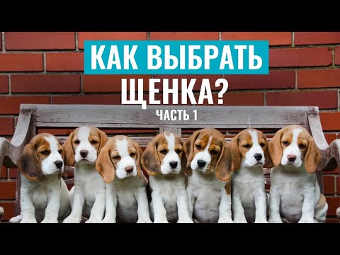 Видео: КАК ВЫБРАТЬ ЩЕНКА ? Подробная видеоинструкция по выбору питомца | Часть 1