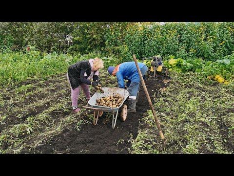 Видео: Копаем картофель урожай 2024 года! Сколько картофеля можно накопать в сырой год.