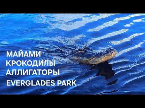 Видео: Окунулись в Майами⚡️ Крокодилы и Аллигаторы зашли💯