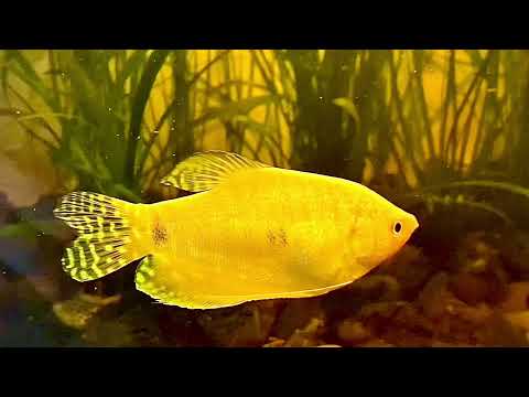 Видео: Аквариумные рыбки ГУРАМИ