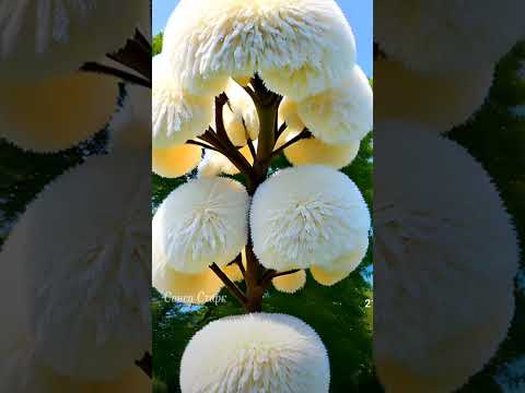 Видео: красоты много не бывает