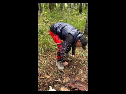 Видео: Рассеянный склероз. Начинаем собирать грузди в лесу