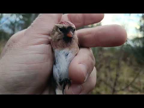 Видео: Ловля птиц