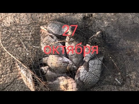 Видео: Местные караси в конце октября.