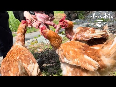 Видео: Улучшение курицы/окуня, который ест мясо дикого кабана