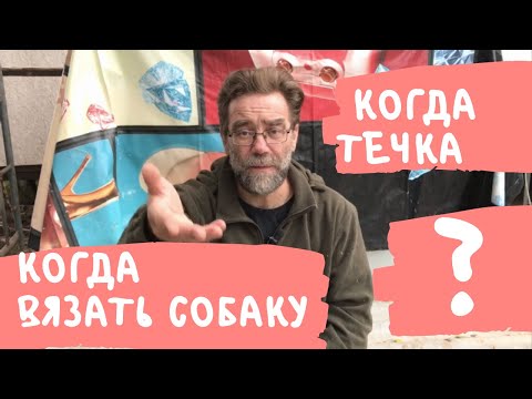 Видео: Когда будет течка у собаки?