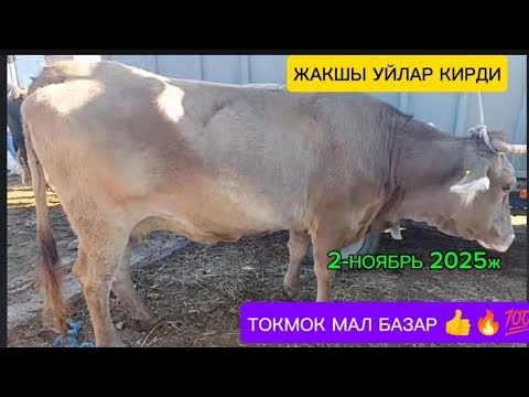 Видео: СААН уйлар ТОКМОК МАЛ БАЗАР 2-НОЯБРЬ 2025