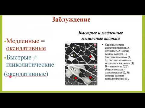 Видео: Красные и белые мышечные волокна. Лекция №3. Просто о сложном. Тренеру и спортсмену.