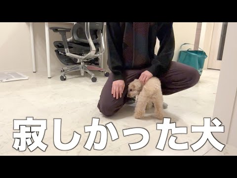 Видео: Собака скучает по папе после некоторого отсутствия.