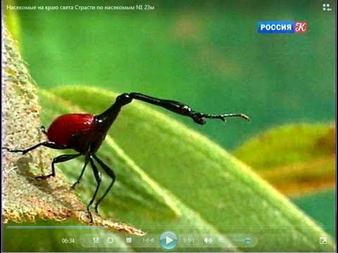 Видео: Насекомые на краю света. Страсти по насекомым.